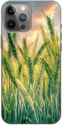 Produktbild von König Design Hülle kompatibel mit Apple iPhone 14 Plus Kunststoff Soft Handyhülle - Handy Case Kornfeld