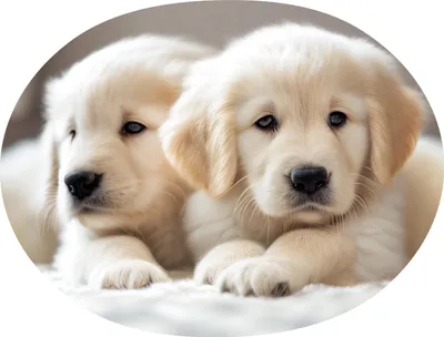 Productafbeelding van Dekenkussens in de vorm van een labrador, een origineel knuffeldier