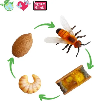 Produktbild von TimeTEX Lebenszyklus-Modell "Wildbiene", 4-tlg.