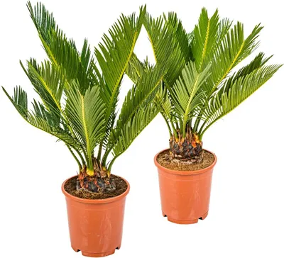 Produktbild von Bloomique - 2er Set - Cycas Revoluta - Palmfarn - Sagopalme - Palme - Sehr Pflegeleicht - Höhe 30-40 cm - Topf 12 cm