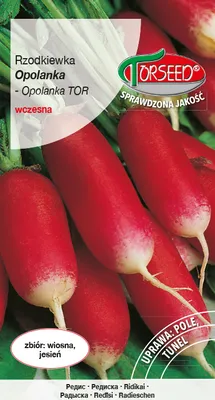Produktbild von Samen Rettich Opolanka 10g - Torseed