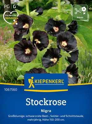 Produktbild von Kiepenkerl Stockrosensamen Nigra Alcea rosea 20 Pflanzen