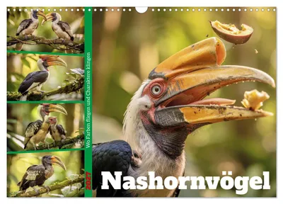 Produktbild von Nashornvögel (Wandkalender 2027 DIN A3 quer), CALVENDO Monatskalender