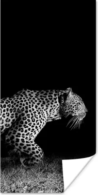 Produktbild von MuchoWow® Poster Wildtiere - Leopard - Gras - Schwarz - Weiß 60x120 cm - Wandschmuck