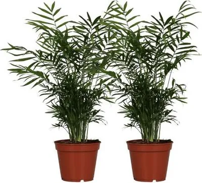 Obrázok produktu pre Chamaedorea elegans - mexická horská palma, izbová rastlina, priemer 17cm