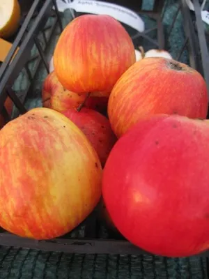 Produktbild von Tafelapfel Sommerparmäne - Malus domestica - Kulturapfelsorte