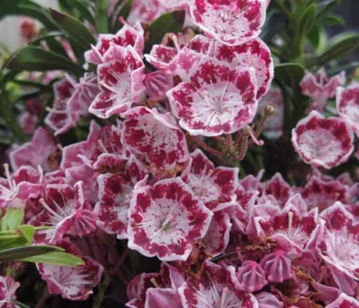 Produktbild von Lorbeerrose Myrtifolia - Berglorbeer - Kalmia latifolia Myrtifolia - 30-40cm