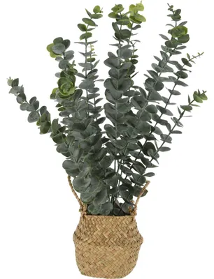 Obrázok produktu pre Umelá rastlina eukalyptu v košíku, 50 cm