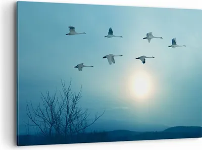 Produktbild von Bild auf Leinwand - Leinwandbild - Storch Vogel Natur - 100x70cm - Wand Bild - Wanddeko - Leinwanddruck - Bilder - Kunstdruck - Wanddekoration - Leinwand bilder - Wandkunst - AA100x70-3802