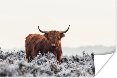 Produktbild von MuchoWow® Poster Schottische Hochlandrind - Winter - Tiere 120x80 cm - Bilder