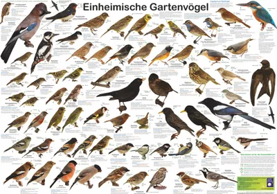 Produktbild von Einheimische Gartenvögel Poster deutsch DIN A1 84,1 x 59,4 cm