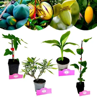 Produktbild von Set mit 4 Exotische Obstpflanzen - Papaya, Passionsfrucht, Banane und Melone Birne - Höhe ab 40 cm - 11 cm Topf