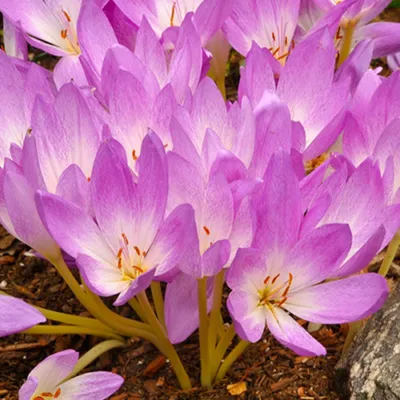Zdjęcie produktu dla Zimowit Jesienny Colchicum Lilac Bedder 1 szt. Cebulki Cebule Kwiatowe