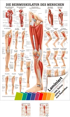 Produktbild von Die Beinmuskulatur Mini-Poster Anatomie 34x24 cm medizinische Lehrmittel