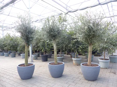 Produktbild von Olivenbaum 20 Jahre 200 cm winterhart inkl. Pflanzkübel in Betonoptik
