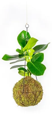 Produktbild von Gardners Kokedama mit Clusia rosea (L)