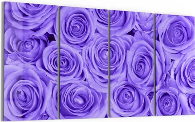 Produktbild von DEQORI Glasbild Echtglas 4x30x60 cm 'Lila Rosenpracht' Wandbilder XXL groß