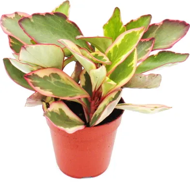 Obrázok produktu pre Peperomia clusifolia 'Jewel' - pestrofarebná trpasli?ia paprika - v 12cm kvetiná?i