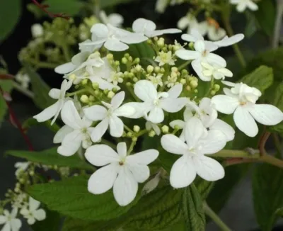 Produktbild von Japanischer Zwerg-Schneeball Watanabe - Viburnum plicatum - duftend (30-40)