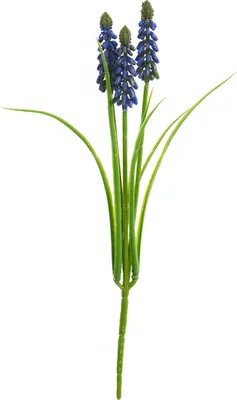 Produktbild von Perlhyazinthe mit 3 Blütenstängel, L ca. 29 cm