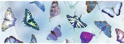 Produktbild von Transparentpapier 115g/qm A4 VE=25 Blatt Schmetterling