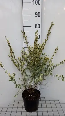 Image de Ligustrum ibota 'Musli'® - Troène Musli ® 20- 30 cm - Conteneur