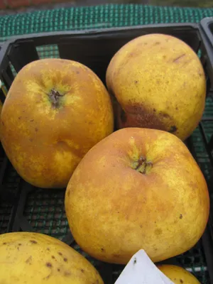 Produktbild von Malus Kanadarenette - Winterapfel Kanadarenette