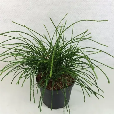 Obrázek produktu pro Thuja plicata ‘Whipcord’ – obří zerav | 20–25 cm v květináči