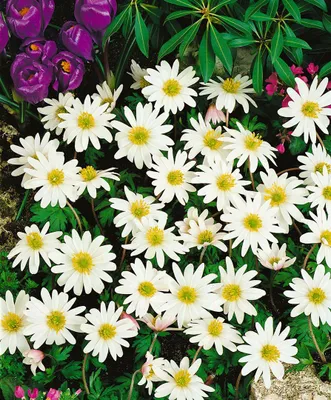 Produktbild von Anemone rivularis, Fluss-Anemone, weiß, ca. 9x9 cm Topf
