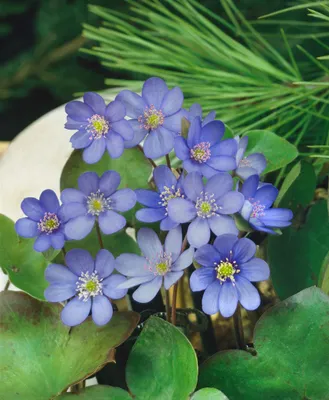 Produktbild von Hepatica nobilis, Leberblümchen, ca. 9x9 cm Topf, blau blühend