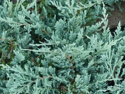 Produktbild von Juniperus horizontalis Blue Chip - Teppichwacholder Blue Chip - 30-40