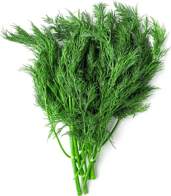 Produktbild von Dill Dillsamen Früh Zum Beizen 5G