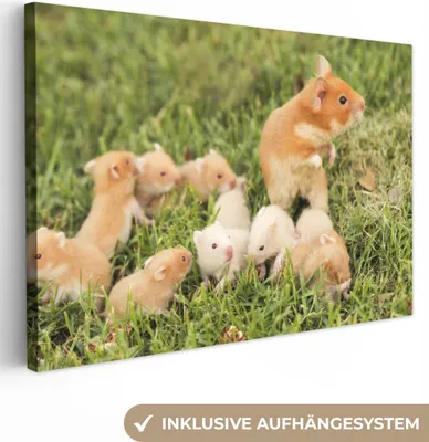 Produktbild von OneMillionCanvasses® - Leinwandbilder - 140x90 cm, Goldhamster mit Junge, Wandbilder Kunstdruck Wanddekoration