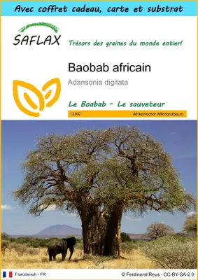 Image de SAFLAX Ensemble-cadeau - Baobab africain - 6 graines - Adansonia