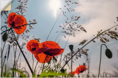 Produktbild von ARTland Wandbild, selbstklebend Mohnblumenwiese III Größe: 120x80 cm