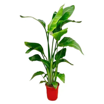 Produktbild von Zimmerpflanze - Strelitzia Nicolai - Paradiesvogelblume - Pflegeleicht - Immergrün - Topf Ø17cm - Höhe 70-100cm