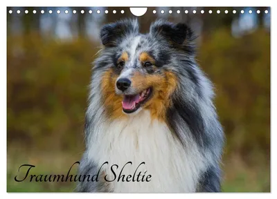 Produktbild von Traumhund Sheltie (Wandkalender 2027 DIN A4 quer), CALVENDO Monatskalender