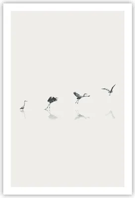 Produktbild von Poster - Poster ohne Rahmen - Flug Vogel Reiher - 61x91,5 cm - Wand Bild - Wanddeko - Wandbilder - Kunstposter - Wandposter - Bilder - Kunstdruck - Wanddekoration - Wandbild - P2XPA61x91-5096