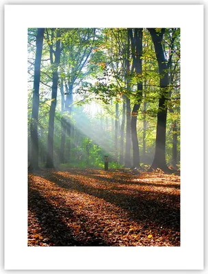 Produktbild von Poster - Poster ohne Rahmen - Wald Blätter Sonne - 30x40 cm - Wand Bild - Wanddeko - Wandbilder - Kunstposter - Wandposter - Bilder - Kunstdruck - Wanddekoration - Wandbild - P2XPA30x40-0136