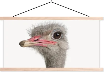 Produktbild von MuchoWow® Textilposter Strauß - Tiere - Kinder - Jungen - Mädchen - Vogel 120x60 cm mit holzfarbenen Rahmen - Klemmleiste
