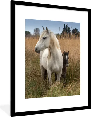 Produktbild von MuchoWow® MuchoWow® Gerahmtes Poster Pferde - Fohlen - Weiß 60x80 cm - Poster mit zchwarzem Bilderrahmen - Wohnzimmer - Dekorationen - Prämie