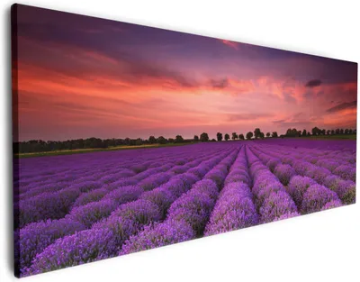 Produktbild von Wallario Premium Leinwandbild Lavendelfeld unter rotem Himmel in Größe 80 x 200 cm