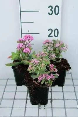 Obrázok produktu pre 6 x Sedum hybr. 'Abbeydore' - tučnolistý - kvetináč 9 x 9 cm
