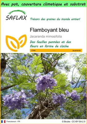 Image de SAFLAX Garden to go - Flamboyant bleu - 50 graines - Jacaranda