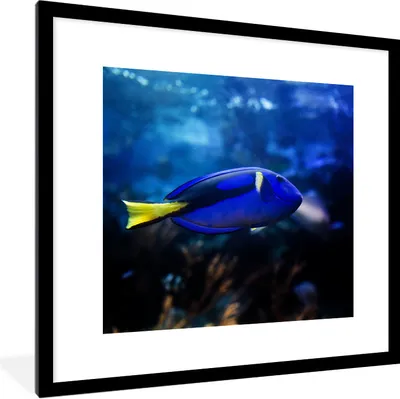 Produktbild von MuchoWow® Gerahmtes Poster Blauer Fisch im Aquarium 40x40 cm - Poster mit Schwarzem Bilderrahmen Wandposter Rahmen Foto Bilder - Poster - Plakat im Rahmen