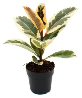Produktbild von Weissbunter Gummibaum - Ficus elastica "Tineke" - 11cm Topf