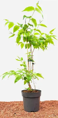 Produktbild von Heptacodium miconioides, Sieben-Söhne-des-Himmels, 60–80 cm