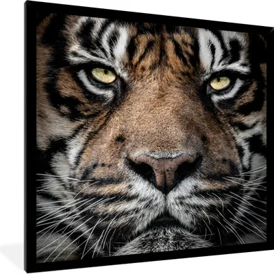 Produktbild von MuchoWow® Gerahmtes Poster Porträt-Tiger auf schwarzem Hintergrund 40x40 cm - Poster mit Schwarzem Bilderrahmen Wandposter Rahmen Foto Bilder - Mit Rahmen - Wanddekoration Schlafzimmer