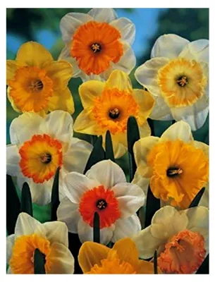 Produktbild von 100 gemischte großblumige Narzissen Blumenzwiebeln