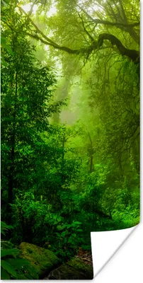 Produktbild von MuchoWow® Poster Landschaft - Dschungel - Tropisch - Sonne - Grün 60x120 cm - Wandschmuck